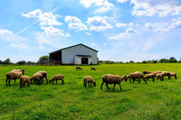 80 ACRE PRIVATE FARM